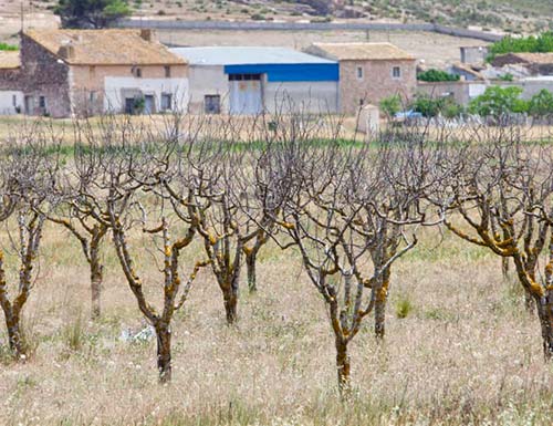 Can a basin authority in south-eastern spain use seasonal forecasts to better mitigate impacts on agriculture?